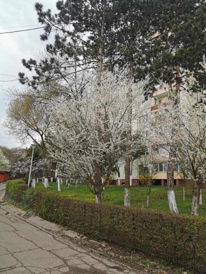 Apartament Maysa クルージュ＝ナポカ エクステリア 写真